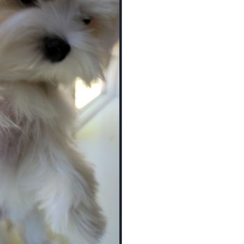 Wigglebutt Dog Groomer - Pet Groomers Near Me Wigglebutt Dog Groomer - Pet Groomers Near Me