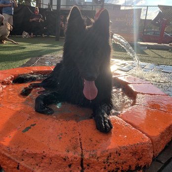 Play. Wash. Pint. - Dog Parks Near Me - Chattanooga, Tennessee Play. Wash. Pint. - Dog Parks Near Me - Chattanooga, Tennessee
