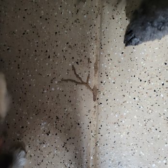 Terminix - Active tracks in the middle of our garage floor after a week or so - Pest Control Near Me - Scottsdale, Arizona Terminix - Active tracks in the middle of our garage floor after a week or so - Pest Control Near Me - Scottsdale, Arizona
