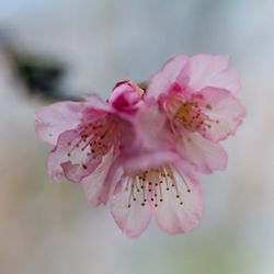 Wahiawa Hongwanji - 01.09.2025 - First of season cherry blossoms.  Lowest elevation for Wahiawa blooms.   Clusters blooming.