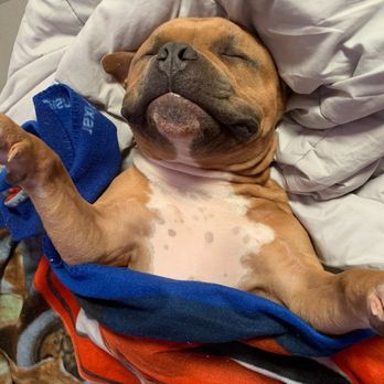 Chicagoland Pet Cremation - Pet Cremation Services Near Me - Roselle, Illinois Chicagoland Pet Cremation - Pet Cremation Services Near Me - Roselle, Illinois