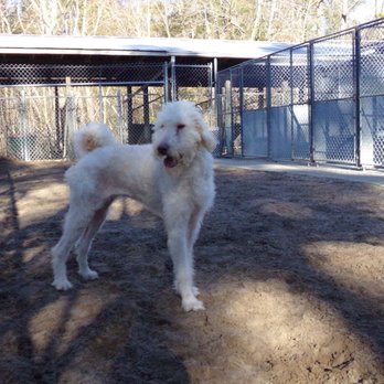 Ocean Sands K-9 Resort - Pet Sitting Near Me - Kill Devil Hills, North Carolina