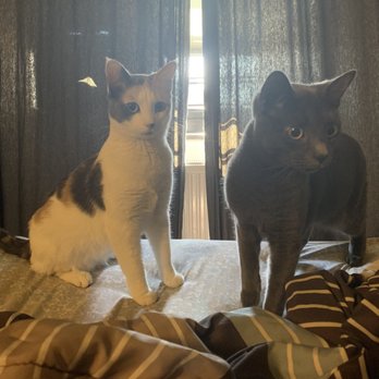 Long Beach Humane Society - Emily and Blu - Animal Shelters Near Me - Island Park, New York