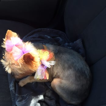 Orange Grooming - Lucy is ready for a nap after her stop to the spa :) - Pet Groomers Near Me - Miami, Florida Orange Grooming - Lucy is ready for a nap after her stop to the spa :) - Pet Groomers Near Me - Miami, Florida