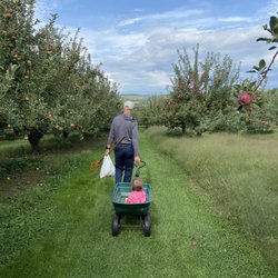 Windy Hill Orchard & Farm Market - My dad pulling my daughter in the orchard.