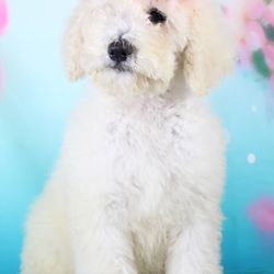 Forever Country Puppies - A touch of CLASS. Standard Poodle Forever Country Puppies