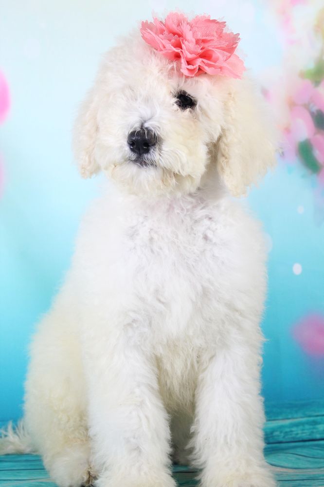 FOREVER COUNTRY PUPPIES Updated August 2024 28 Photos 2300 Soabar St, Greensboro, North