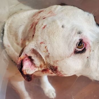 Dry Creek Veterinary Center - DRY CREEK. Blood stained doggie, still bleeding, didn't call to inform us to get him or how he was. Meat grinder status. - Veterinarians Near Me - Roseville, California Dry Creek Veterinary Center - DRY CREEK. Blood stained doggie, still bleeding, didn't call to inform us to get him or how he was. Meat grinder status. - Veterinarians Near Me - Roseville, California