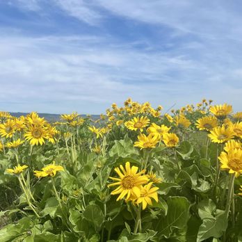 Tom McCall Point hike - The wind can be strong here - Hiking Near Me