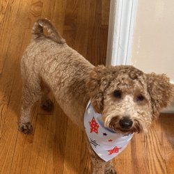 Kathy's Dog Grooming Salon