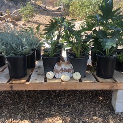 Viramontes Farms - A small portion of the nursery