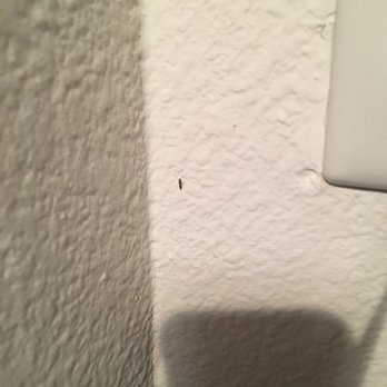 Adiamo Apartments - Earwig crawling on wall. - Apartments Near Me - Henderson, Nevada