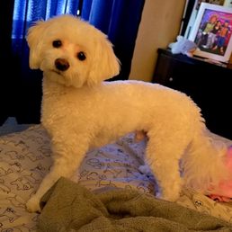 My furbaby Tobi so handsome My furbaby Tobi so handsome