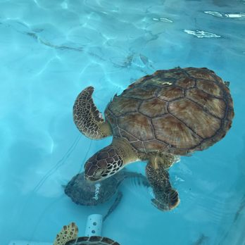 The Turtle Hospital - Veterinarians Near Me - Marathon, Florida