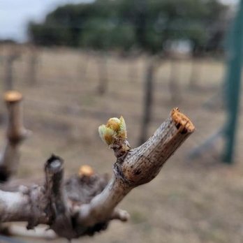 Bull Lion Ranch & Vineyard - a close up of a grape budding - Wineries Near Me - Hico, Texas Bull Lion Ranch & Vineyard - a close up of a grape budding - Wineries Near Me - Hico, Texas