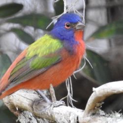 John S Burks Memorial Park - Painted Bunting