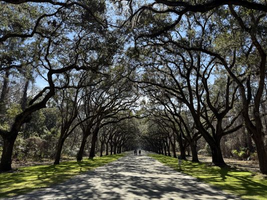 Wormsloe Historic Site by null