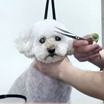 Happy Doggy - Mochi! - Pet Groomers Near Me - Seattle, Washington Happy Doggy - Mochi! - Pet Groomers Near Me - Seattle, Washington