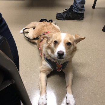 Metropolitan Veterinary Center - Alice relaxing after a stress-free nail trim - Veterinarians Near Me - Chicago, Illinois Metropolitan Veterinary Center - Alice relaxing after a stress-free nail trim - Veterinarians Near Me - Chicago, Illinois