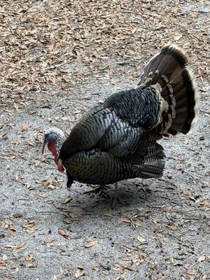 Tallahassee Museum by null
