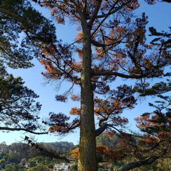Bob's Firesafe Team - Dead pine  tree - Tree Services Near Me