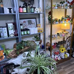 Succulents & More