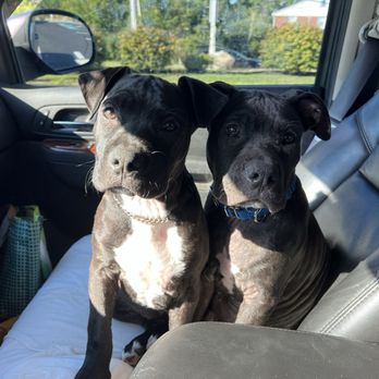 The Grateful Dog - Animal Shelters Near Me The Grateful Dog - Animal Shelters Near Me