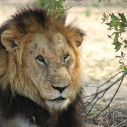 Go Places Travels - Dulini Lodge Sabi Sands South Africa