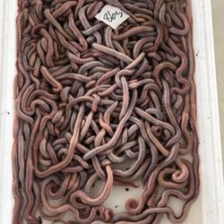 Select bloodworms! These guys are huge