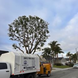 New Pacific Trees
