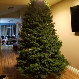 Need to trim the top a bit of this 9ft tree Need to trim the top a bit of this 9ft tree