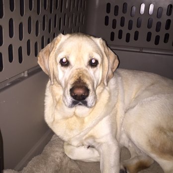Companion Veterinary Hospital - Newly retired service dog Huck enjoying the kennel. - Veterinarians Near Me - Lacey, Washington Companion Veterinary Hospital - Newly retired service dog Huck enjoying the kennel. - Veterinarians Near Me - Lacey, Washington