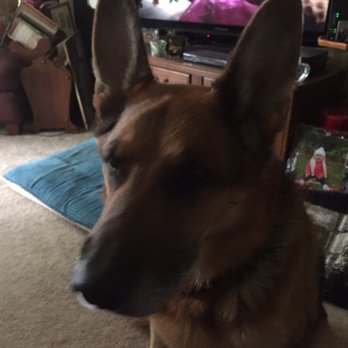 Clyde Park Veterinary Clinic - What? - Veterinarians Near Me - Wyoming, Michigan
