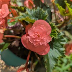 Schwartz's Greenhouse