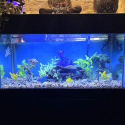 Reef Runner's - Fish