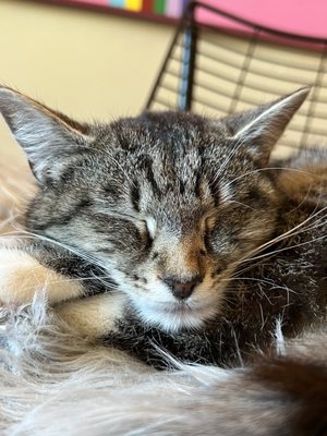Mac Tabby Cat Cafe - Charlotte by null