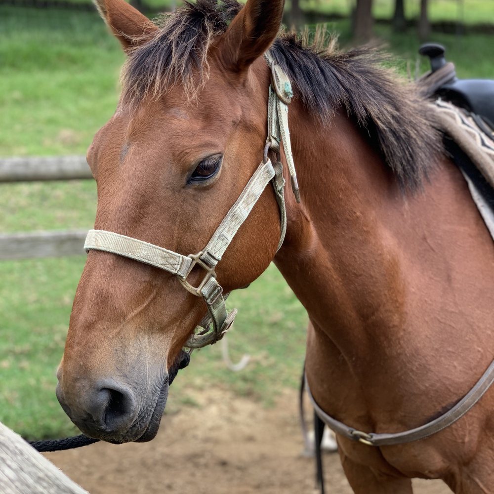 Na'alapa Stables - Horseback Riding Near Me - Kamuela, Hawaii Na'alapa Stables - Horseback Riding Near Me - Kamuela, Hawaii