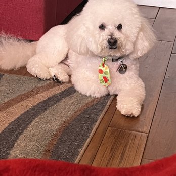 Pet Stylist - They supply him with a tie. - Pet Groomers Near Me - San Leandro, California Pet Stylist - They supply him with a tie. - Pet Groomers Near Me - San Leandro, California