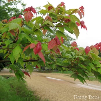 Pretty Trees Nursery - red maple leaf - Nurseries & Gardening Near Me - Folsom, Louisiana Pretty Trees Nursery - red maple leaf - Nurseries & Gardening Near Me - Folsom, Louisiana