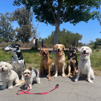 Bark Collective - Pack walks! - Dog Walkers Near Me - Costa Mesa, California
