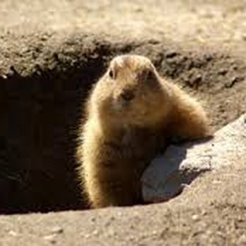 Affordable Wildlife Removal - groundhog and den - Pest Control Near Me - Franklin, Indiana Affordable Wildlife Removal - groundhog and den - Pest Control Near Me - Franklin, Indiana