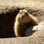 Affordable Wildlife Removal