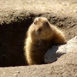 Affordable Wildlife Removal - groundhog and den