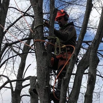 Podunk Tree Service - Call us today 989-286-1874! - Tree Services Near Me Podunk Tree Service - Call us today 989-286-1874! - Tree Services Near Me