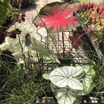 Davison's Greenhouse - Nurseries & Gardening Near Me - Edmond, Oklahoma