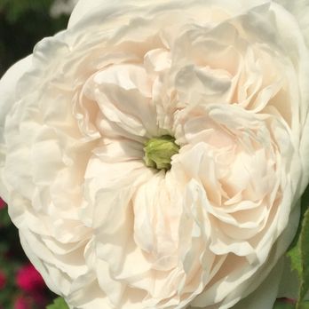Brooklyn Botanic Garden - Old World Damask Rose - Botanical Gardens Near Me - Brooklyn, New York