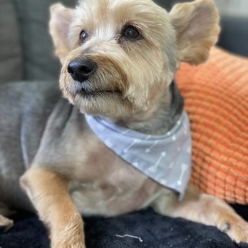 Dandee Dog Grooming - After pic - Pet Groomers Near Me - San Diego, California Dandee Dog Grooming - After pic - Pet Groomers Near Me - San Diego, California