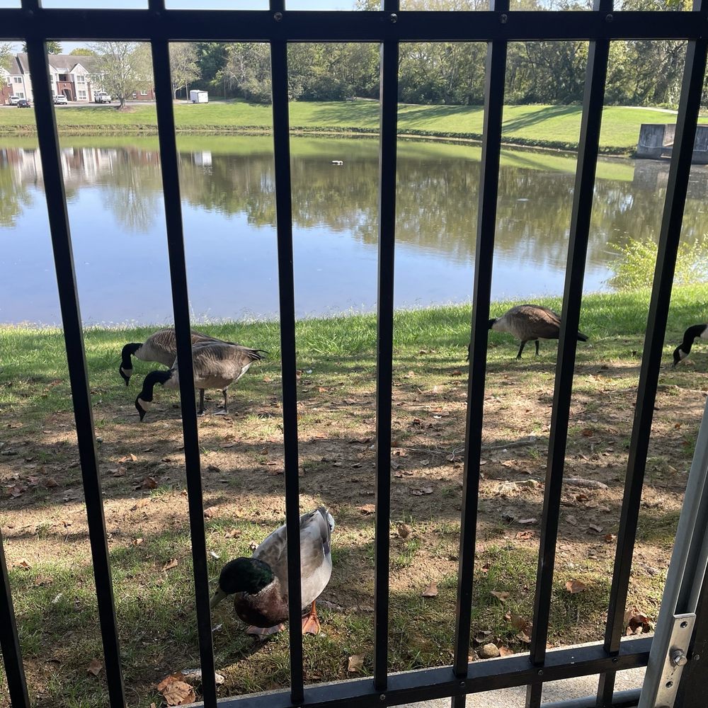 Mediterranean Cuisine - The ducks were our table mates as we sat and ate! - Greek Near Me - Brentwood, Tennessee Mediterranean Cuisine - The ducks were our table mates as we sat and ate! - Greek Near Me - Brentwood, Tennessee