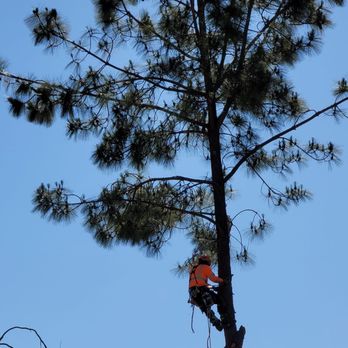 Henry's Tree Service - Tree Services Near Me - Fallbrook, California Henry's Tree Service - Tree Services Near Me - Fallbrook, California