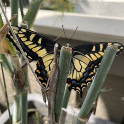 Dana Point Nursery - This is the first swallowtail butterfly that found its way to my fennel.